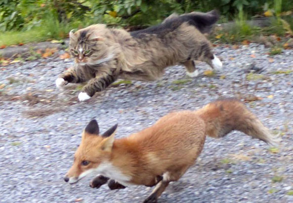 cat-and-fox