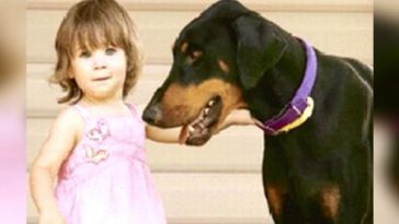 doberman