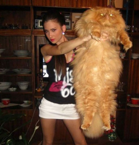 giant-cat-7