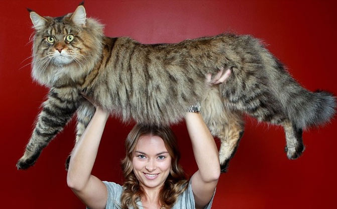 giant-cat1