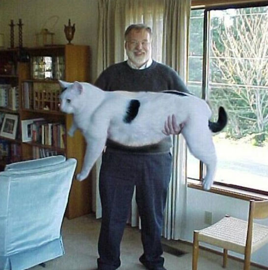 giant-cat6