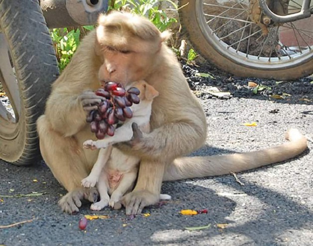 monkey7