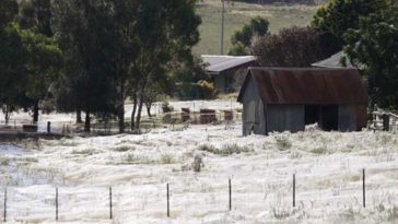 neve
