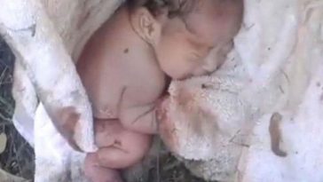 bebe