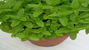 plantas