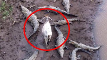 14-fotos-de-animais-que-sao-o-chuck-norris-la-da-terra-deles-nao-tem-medo-de-nada