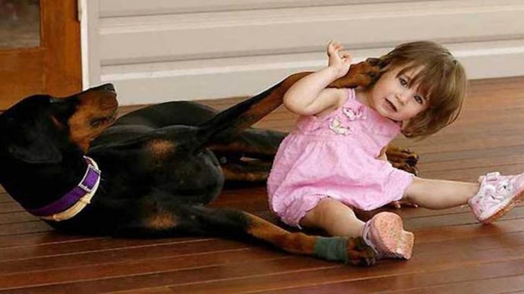 doberman