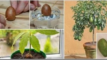 abacate_plantar