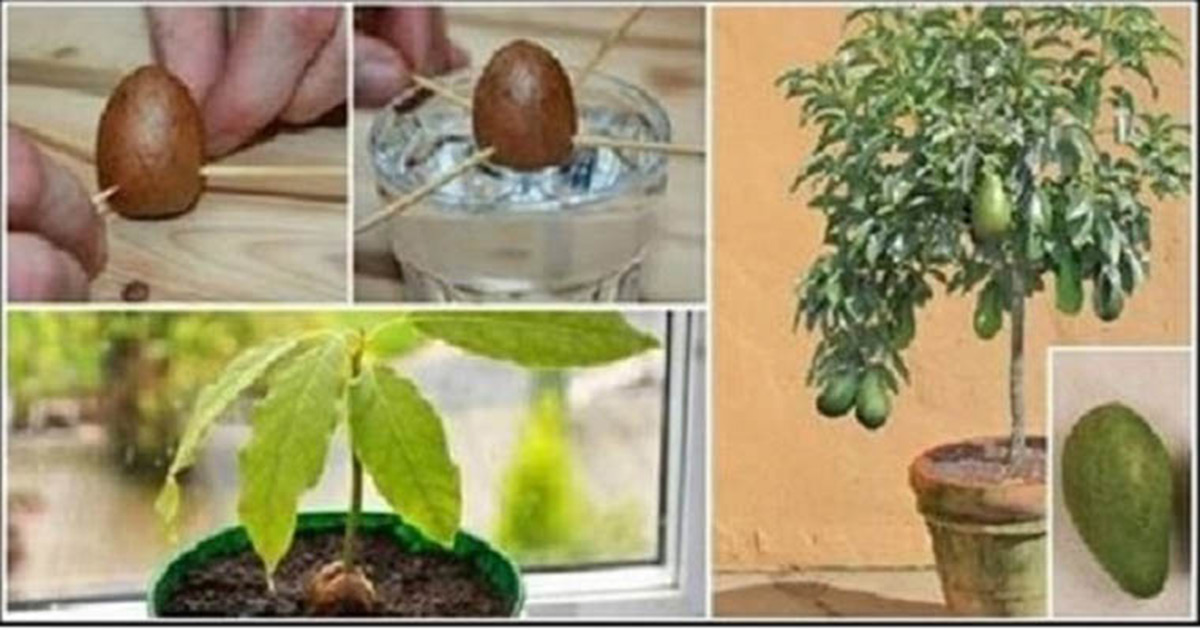 abacate_plantar