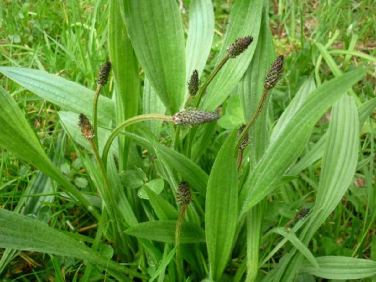 planta
