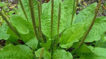 planta_capa