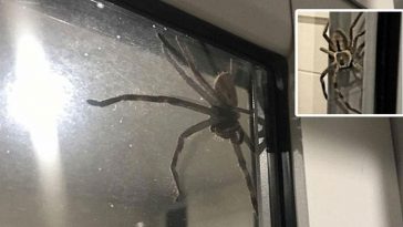 aranha-gigante