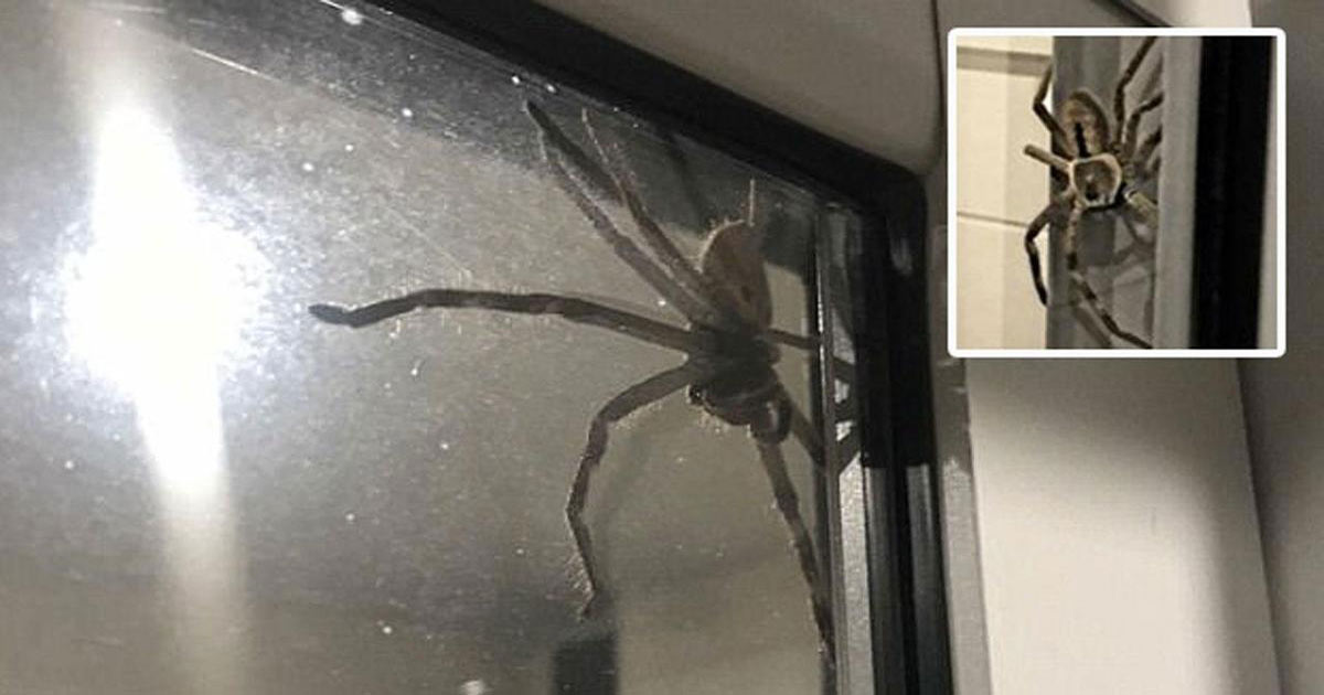 aranha-gigante