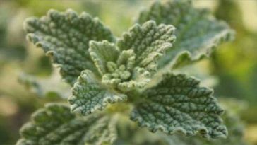 planta-curativa