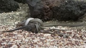iguana