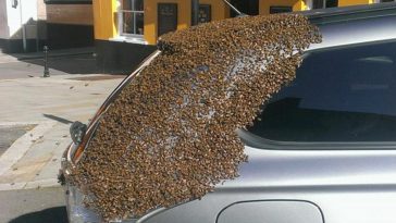 abelhas-carro