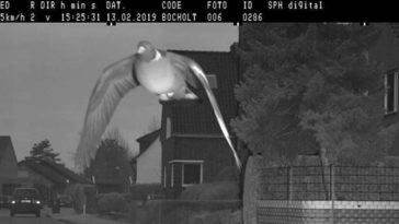 pombo-excesso-velocidade-radar