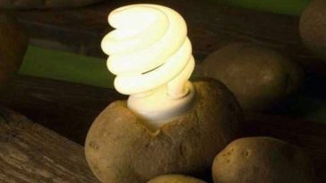 batata