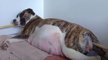 cadela
