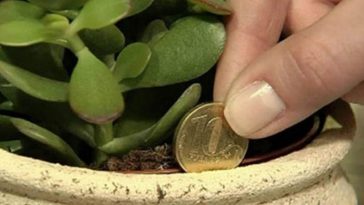 planta