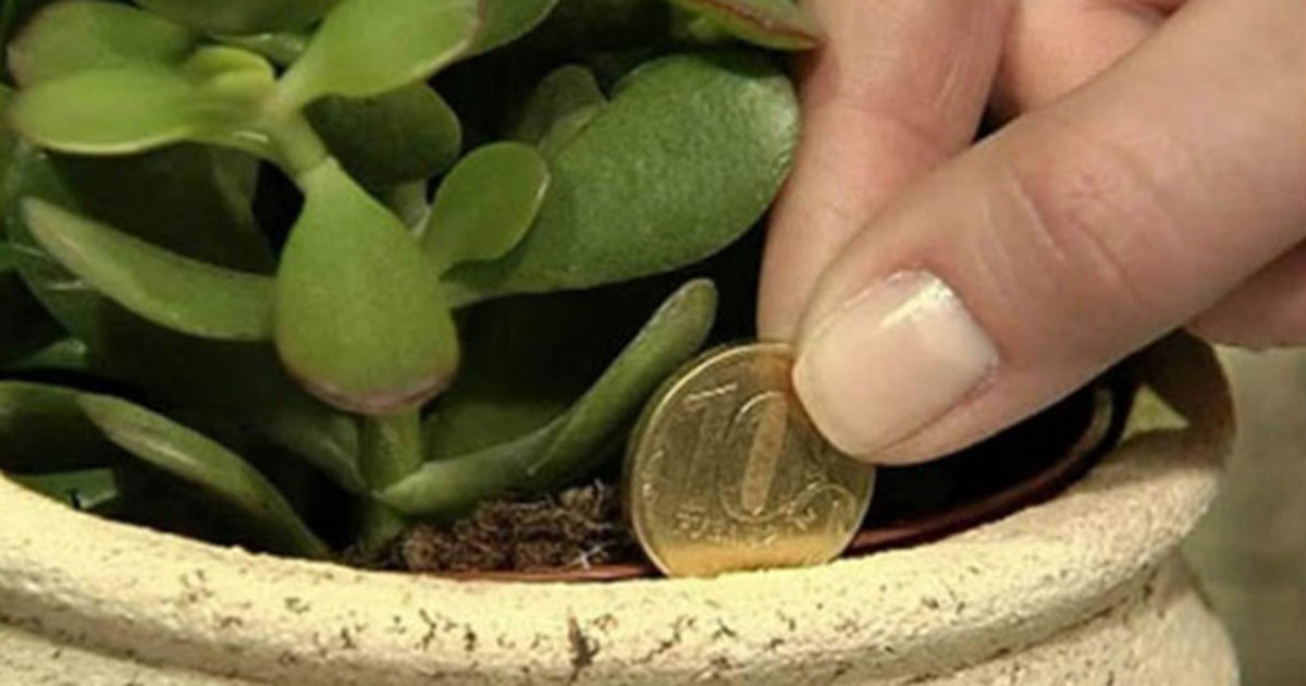 planta